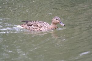 Female Mallard