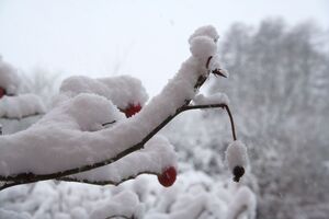 Snow on a plant