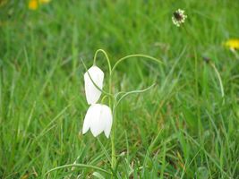 Cricklade North Meadow