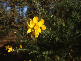 Gorse