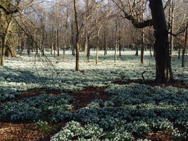 Snowdrops