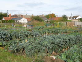 Allotments