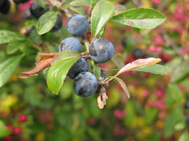 Sloe Berries