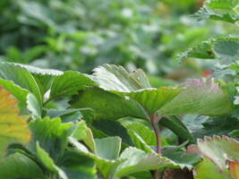 Strawberry Plants