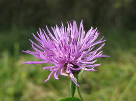 Wild Cornflower