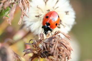 Ladybird