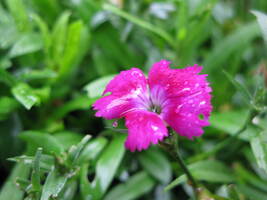 Dianthus