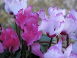 Cyclamen