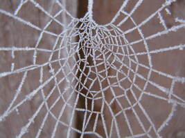 Cobweb