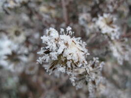 Frosty Plant