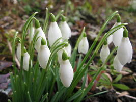 Snowdrops