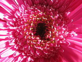 Gerbera