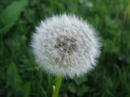 Dandelion