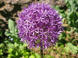 Allium