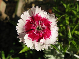 Dianthus