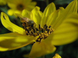 Hoverfly