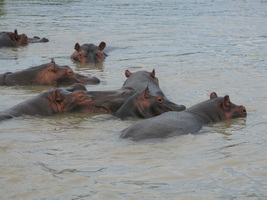 Hippopotamuses