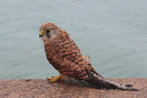 Kestrel