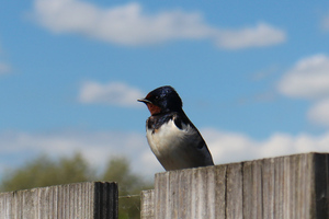 Swallow